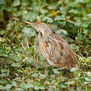 American Bittern