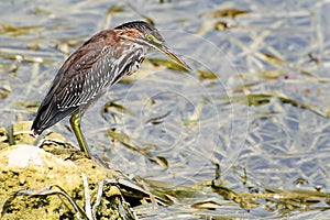 American Bittern Bird