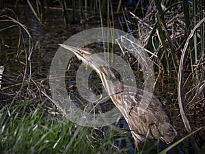 American bittern bird fishing