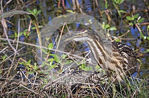 American bittern bird fishing