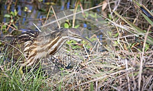 American bittern bird fishing