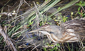 American bittern bird fishing