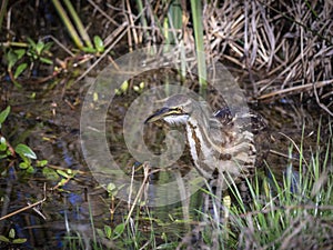 American bittern bird fishing