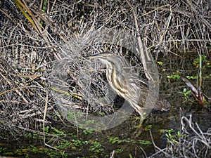 American bittern bird fishing