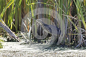 American bittern bird