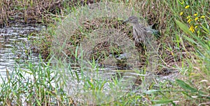 An American bittern bird standing in a marsh wetland in Florida.