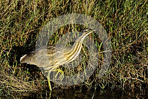 American bittern, botaurus lentiginosus photo