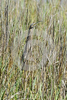 American bittern, botaurus lentiginosus photo