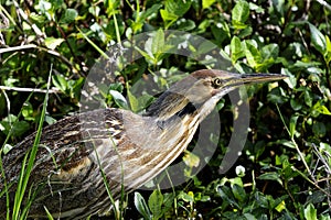 American bittern, botaurus lentiginosus photo