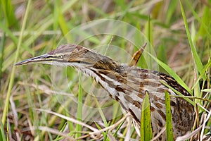 American Bittern (Botaurus lentiginosus) photo