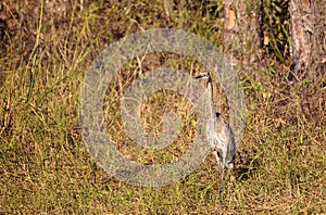 American bittern Botaurus lentiginosus bird photo