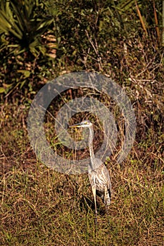 American bittern Botaurus lentiginosus bird photo