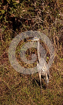 American bittern Botaurus lentiginosus bird photo