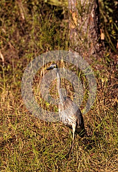 American bittern Botaurus lentiginosus bird photo