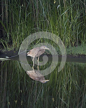 American bittern Botaurus lentiginosus, Bombay Hook National Wildlife Refuge