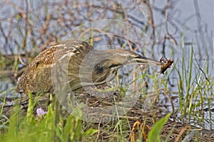 American Bittern, Botaurus lentiginosus with crayfish photo