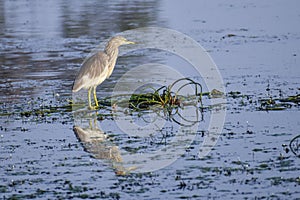 American bittern, Botaurus lentiginosus, Lake, Reflection photo