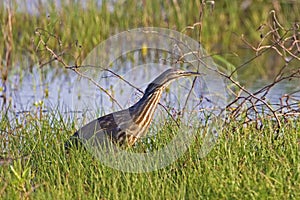 American Bittern, Botaurus lentiginosus in marsh photo