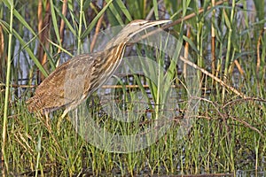 American Bittern, Botaurus lentiginosus in reeds photo