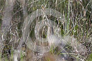 American Bittern hiding in grasses in Okefenokee Swamp Georgia