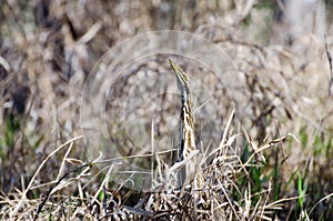 American Bittern Okefenokee Swamp