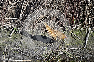 American Bittern - San Luis NWR, Los Banos photo