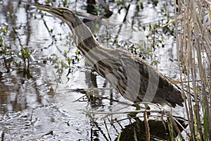 American Bittern Ridgefield Wa photo