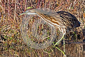 American Bittern