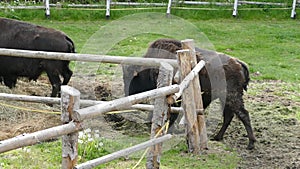American bizon in the fence area farm