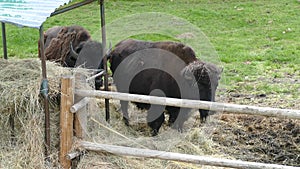 American bizon in the fence area farm