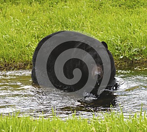 American Black Bear