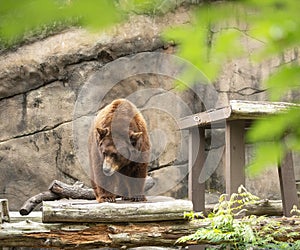 American Black Bear