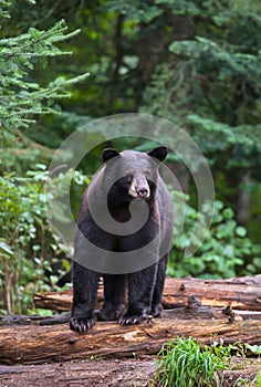 American Black Bear