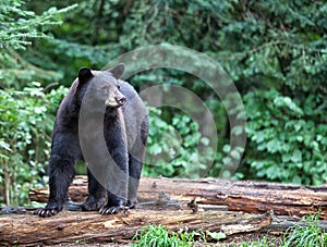 American Black Bear