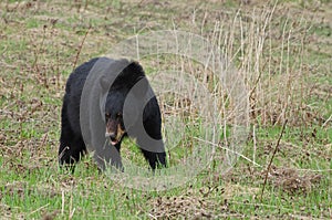 American black bear