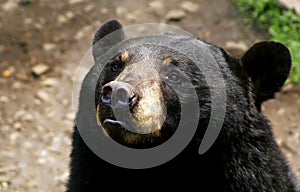 American Black Bear photo