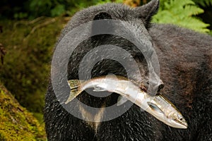 American Black Bear photo