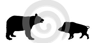 American black bear against wild boar vector silhouette illustration isolated on white background.