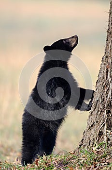 American black bear cub