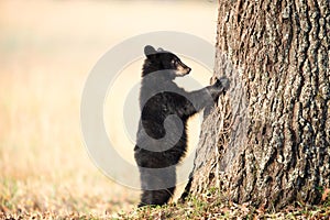 American black bear cub