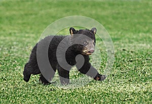 American Black Bear Cub Runs Across Grass