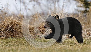 American Black Bear Cub Runs Across Grass