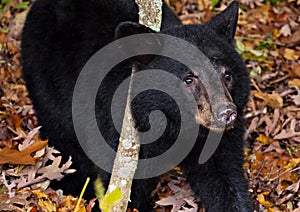 American black bear cub, seen along Skyline Drive in Shenandoah