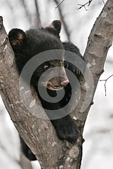 American Black Bear Cub in Tree