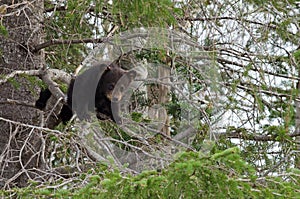 American black bear cubs in a tree