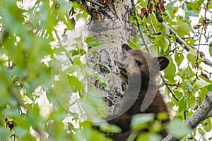 American Black Bear Cubs (Ursus americanus)
