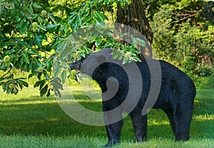 American black bear eating chestnut still in hull