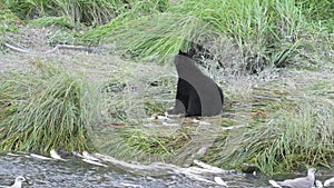 An American black bear feeding on salmon in Valdez, Alaska