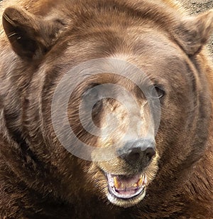 American Black Bear Head shot