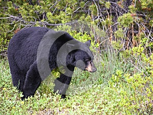 American black bear in Jasper, Alberta